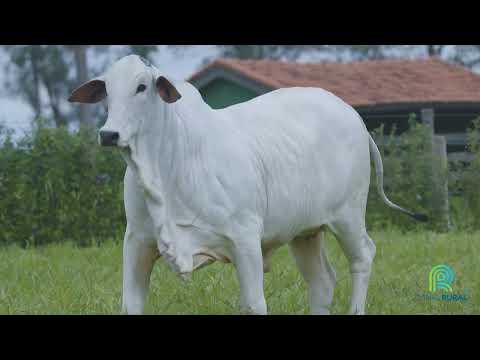 LOTE 13   DAFNE FIV AGUIA   MAA 804