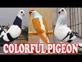 All exclusive colorful fancy pigeon breeds  wonderful fancy pigeons