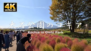 Oishi Park, Mt. Fuji, Kochia and Lake Kawaguchi