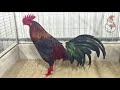 How to Keep Your Rooster in Peak Condition