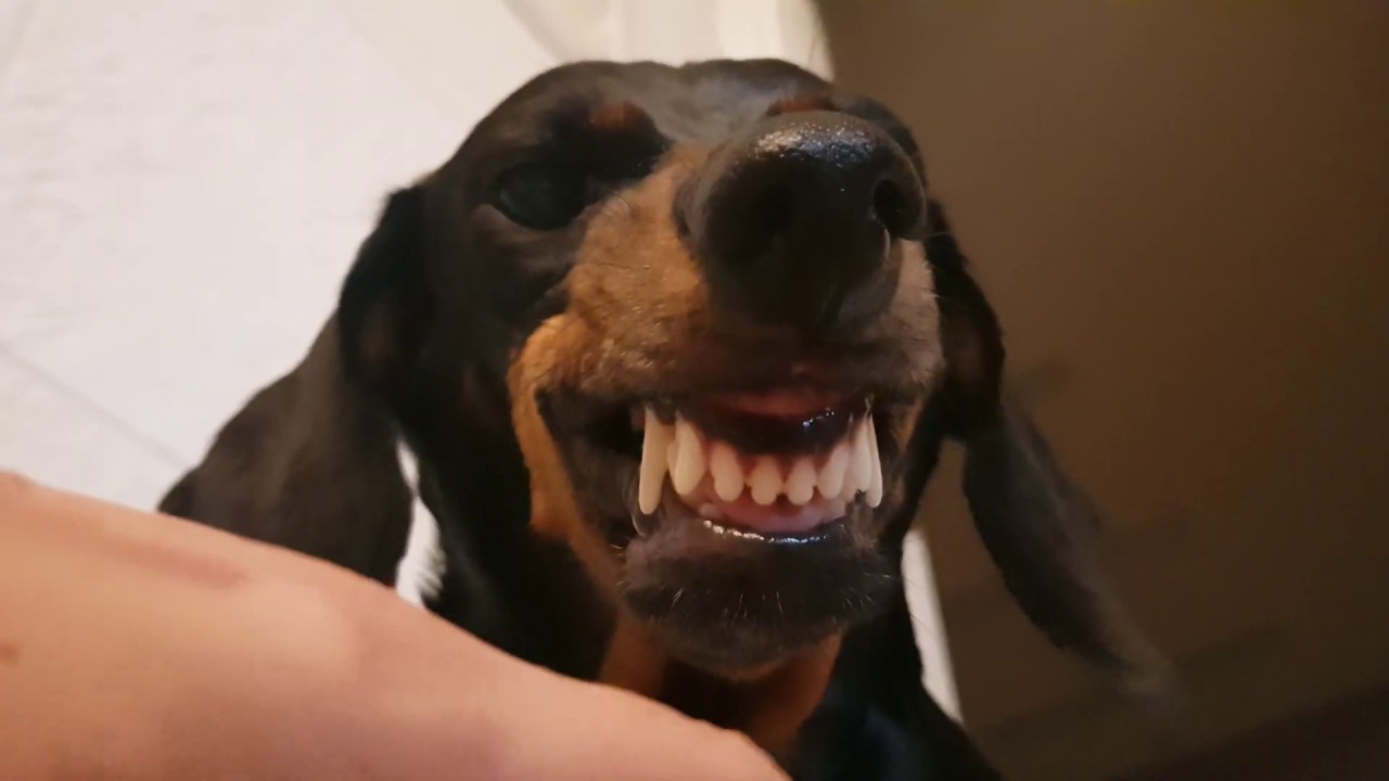 [Dachshund tooth] 닥스훈트의 상어송 feat. 어르미는 어디로갔나? YouTube