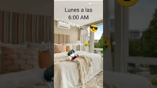 lit#despertar#rin#bluelock #bllk