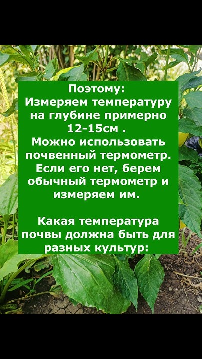 при какой температуре можно высаживать рассаду - YouTube
