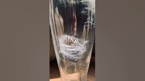НЕ СМОТРИ ЕСЛИ БОИШЬСЯ ПАУКОВ