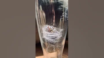 НЕ СМОТРИ ЕСЛИ БОИШЬСЯ ПАУКОВ