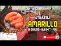 El AJÍ AMARILLO DEL PERÚ | cosecha en el Valle de  Huarmey