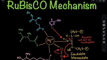 RuBisCO Carboxylation Mechanism in the Calvin Cycle | Biochemistry