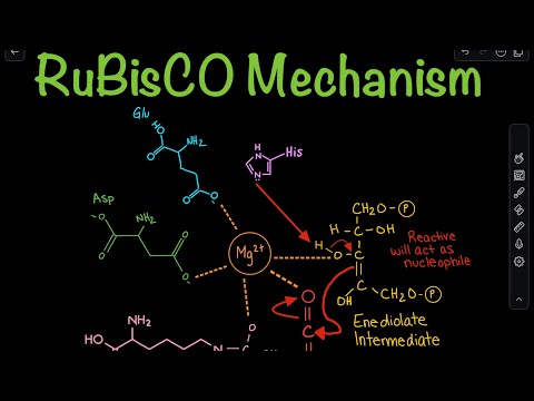 RuBisCO Carboxylation Mechanism In The Calvin Cycle Biochemistry 