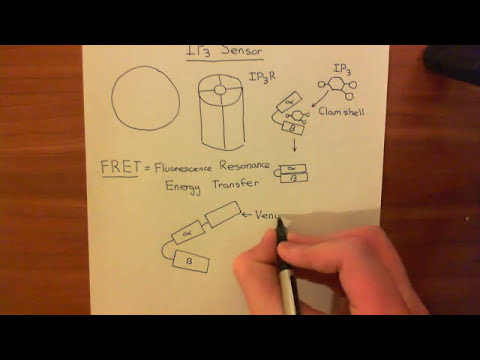 Ip3 Sensor IP3 Sensor using FRET - YouTube