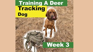 Training a Deer Tracking Dog WEEK 3