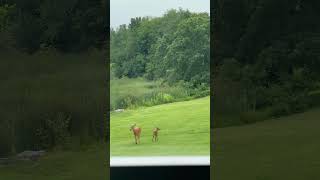 Mama Deer and Her Fawn 😍🦌#wildlove