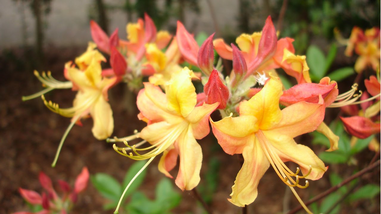 Edward L. Daugherty on Design: Natives Know What to Do