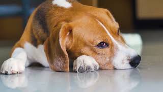 Help Your Pet Feel More Relaxed in Times of Stress with Composure