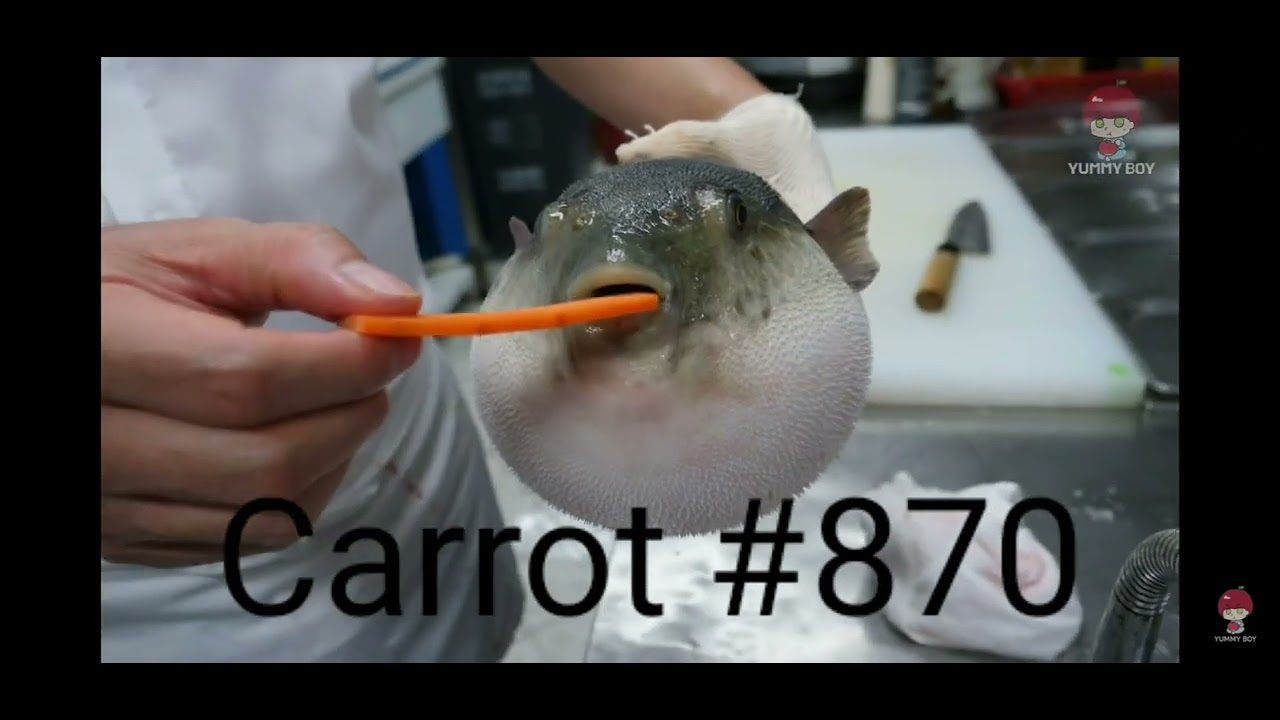 Puffer fish eating a carrot 870 YouTube