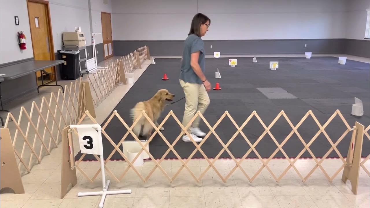 Akc rally intermediate course 3 march 2023 youtube