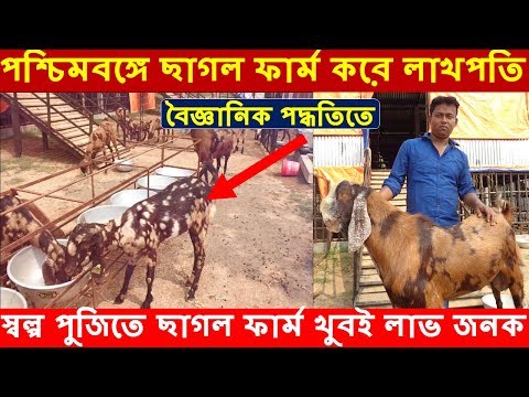 পশ্চিমবঙ্গে বৈজ্ঞানিক পদ্ধতিতে  ছাগল ফার্ম করে লাখপতি | How to start a goat farming in West Bengal