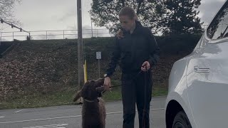 A Day in the Life: Training a Service Dog | Behind the Scenes