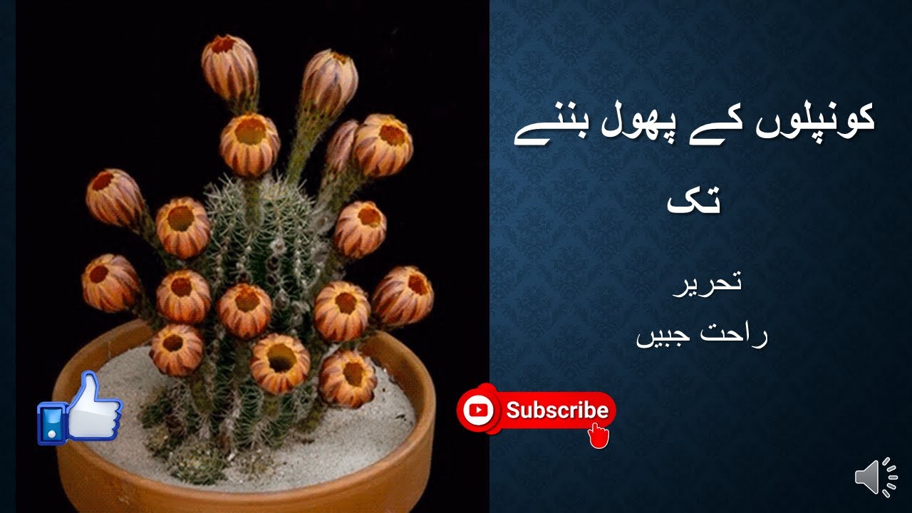 Kunplon Ke Phool Bannay Tak by Rahat Jabeen/ Urdu Hindi Mukamil Novel/ Audiobook.
