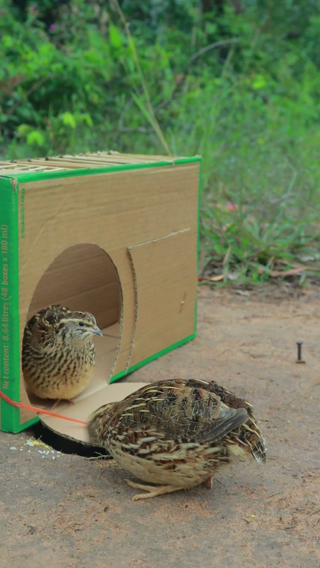 Really The Best Outdoors Quail Trap Idea Using Cardboard Box #Outdoors #survival #skills #camping