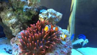 True Percula Clownfish Paring
