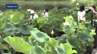 昭和記念公園　150種類の花ハスが見ごろ