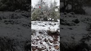 Yozgat'ta yiyecek bulmak için yol kenarına inen bozayı cep telefonuyla görüntülendi #shorts