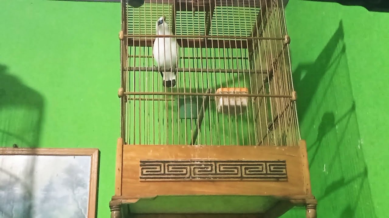 Kicau Burung Jalak Bali 