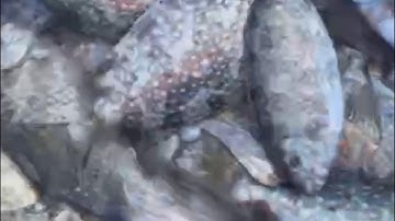 Ngày 14/7 al :Câu cá dò bằng cần ikada siêu nhạy: cá ăn buổi sáng mạnh (tập 244)