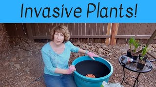 Keep Invasive Plants in Control ~ Plant Them in a Container 🌿