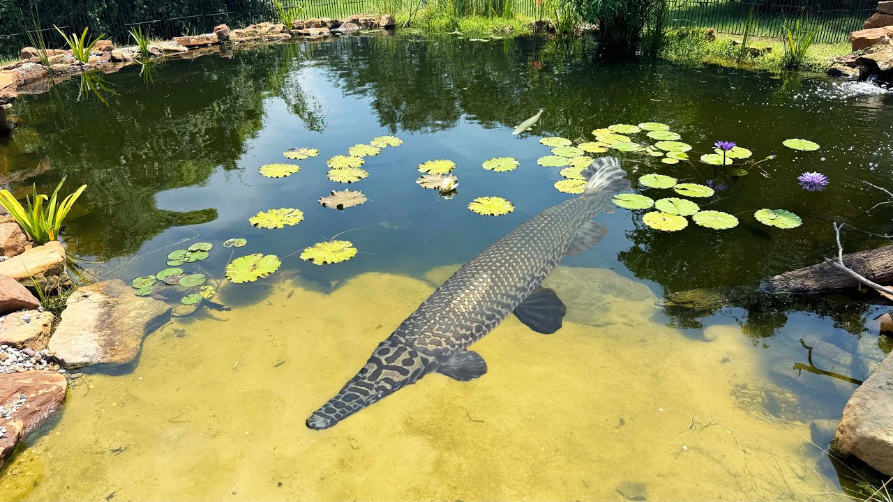 Эта спасенная мной рыба голодна!