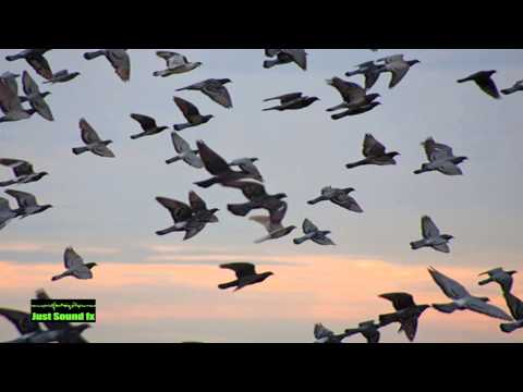 Flock Birds Sound 