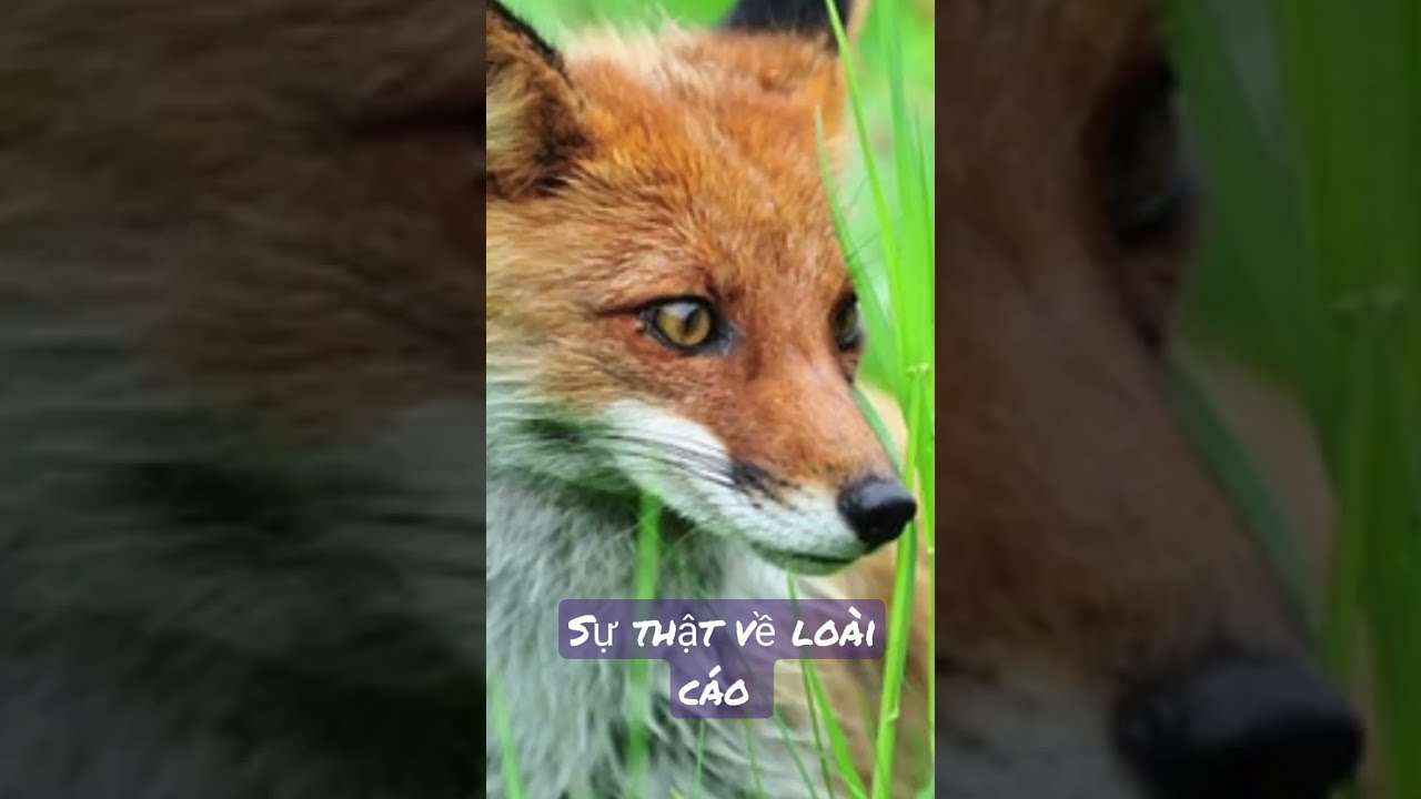 Cáo sự thật về loài cáo có thể bạn biết #shorts - youtube