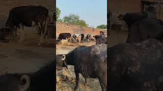 #dairyfarm #dairyproducts #cow #deshivlog #youtubeshorts
