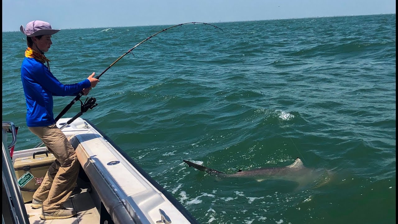 Tons Of Giant Sharks Caught While Fishing In Galveston Texas YouTube