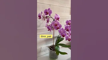 ПОЧЕМУ НЕ ЦВЕТЁТ ОРХИДЕЯ?