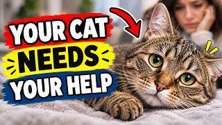 11 Silent Signs Your Cat Is Crying For Help (And You're Ignoring Them