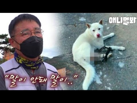 그 날의 일로 평생 세 발로 살아가야하는 백구.. <strong>l</strong> <strong>Dog</strong> That Lost a Leg Because of a Human..