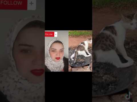 القطه بتتسير كملوا للاخر