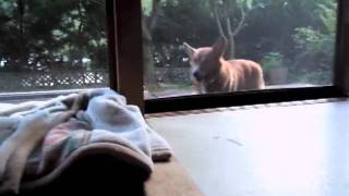 自動ドアな網戸