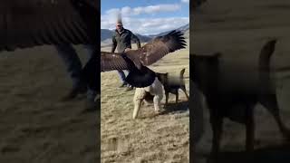 Eagle vs man who will win that fight ?😱😲 Net Worth