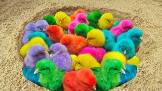 Meangkap Ayam Lucu, Ayam Warna Warni, Ayam Rainbow Gokil, Kelinci, Kucing Lucu, Bebek, Hewan Lucu