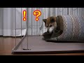 お家から出てきたらおやつが落ちてる！？その時柴犬はどんな反応を見せるのか？