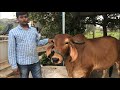 Gir, Sahiwal, kankrej cows, desi cow breeds supplier near Bangalore