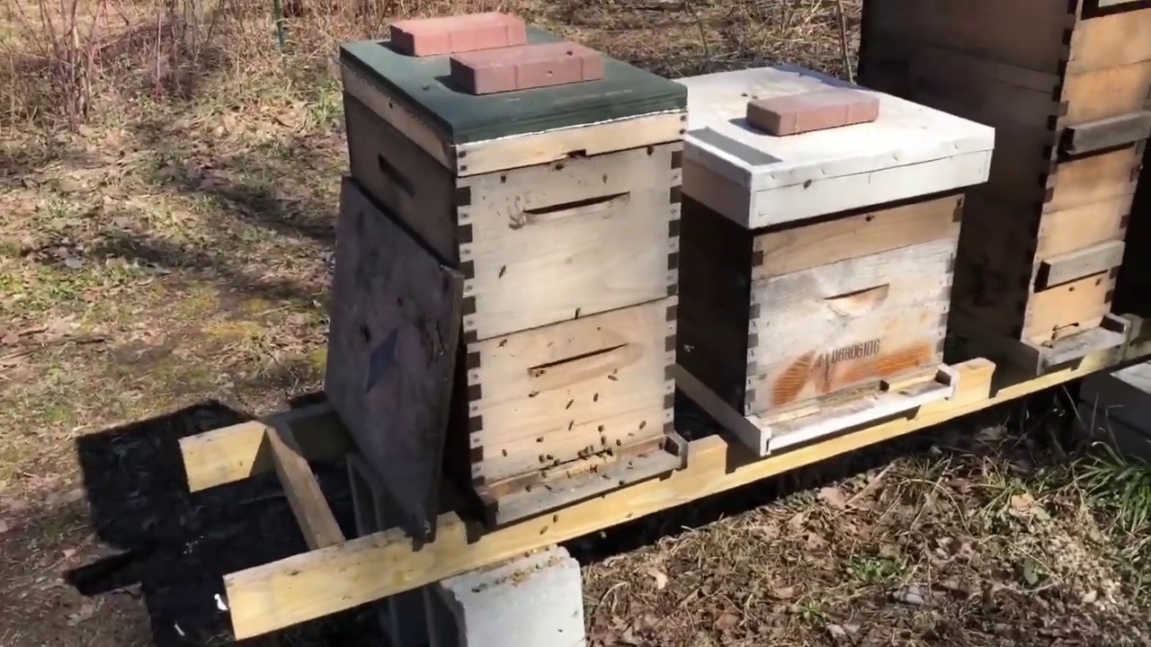 Should I Reverse My Bee Boxes in the Spring?