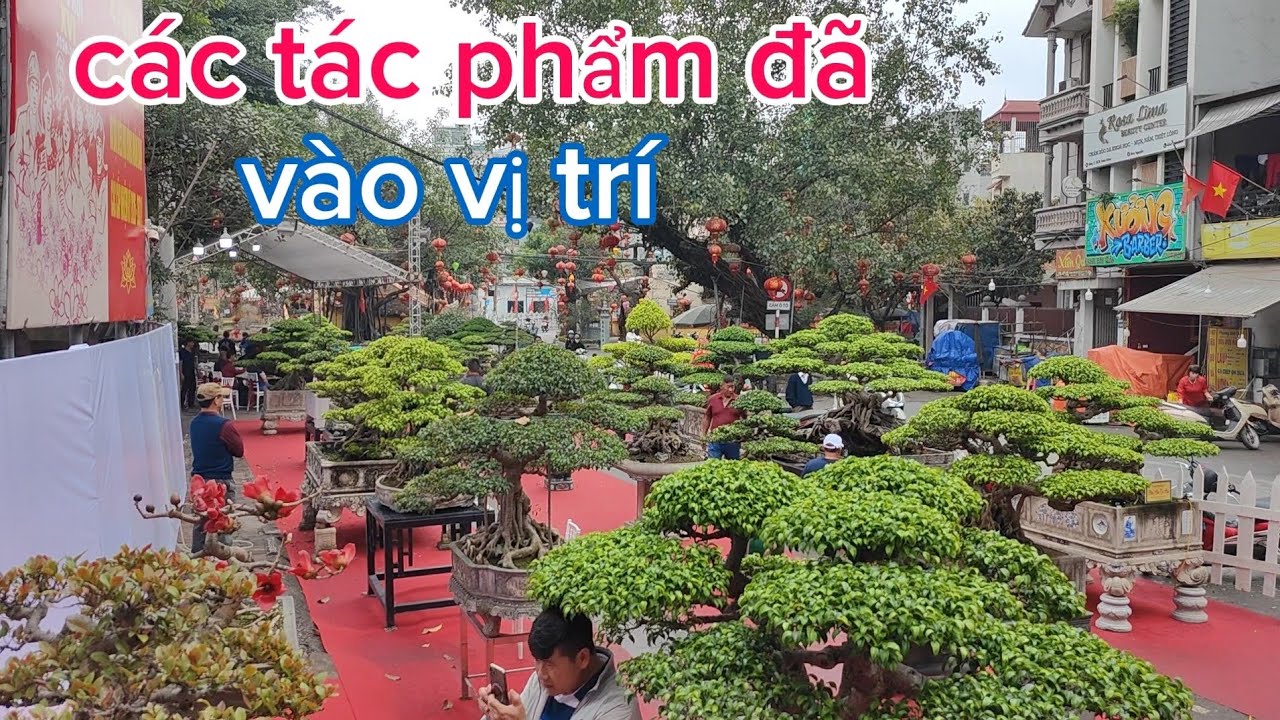 Các tác phẩm tham dự triển lãm cây cảnh Triều Khúc đã vào vị trí. 