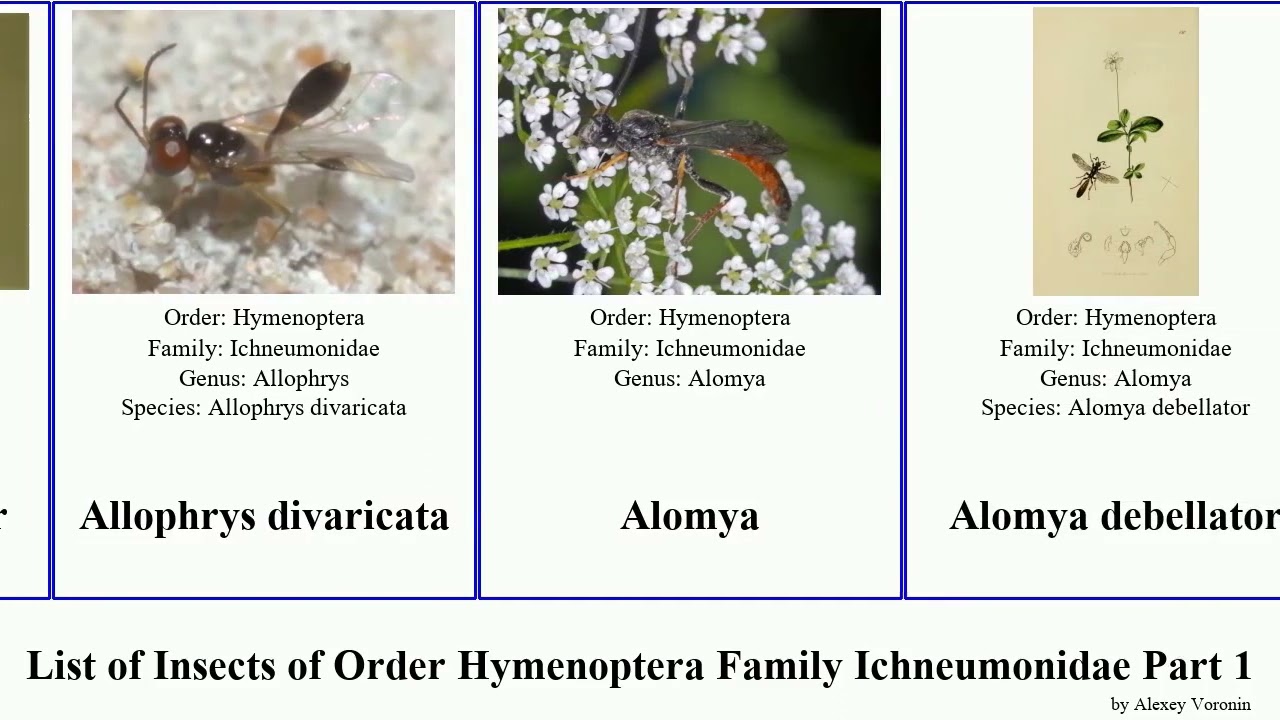 List of Insects of Order Hymenoptera Family Ichneumonidae Part 1 aoplus amphirhachis banchus nigra