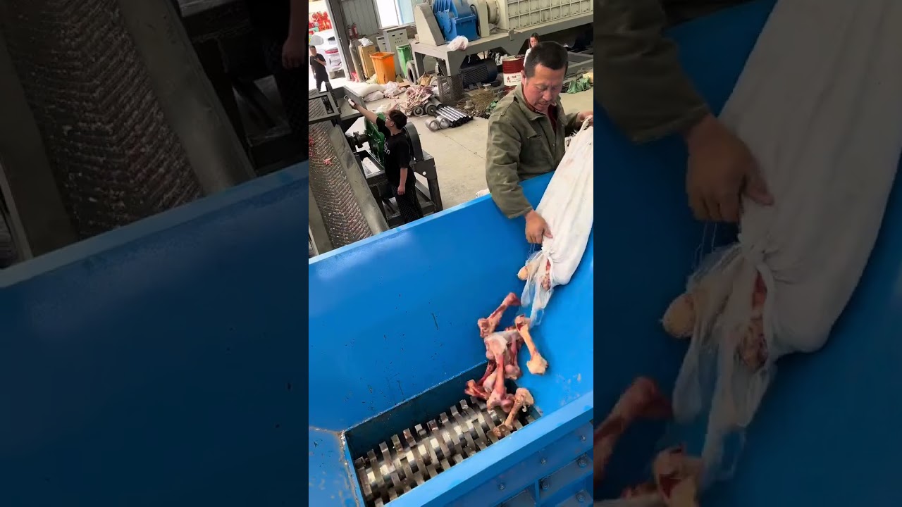 The process of crushing beef shank bones with a customized bone shredder