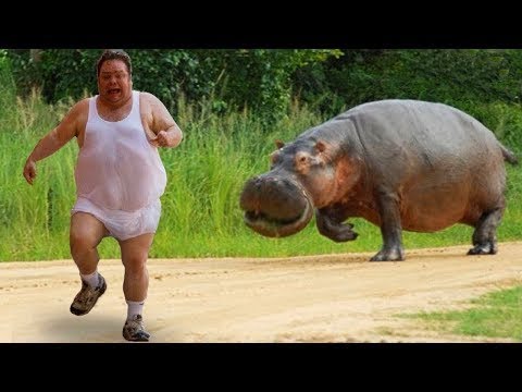 Gülmekten Yarılacaksınız 🐢🐪🐏🐍 | Funny Animals  - Komik Hayvan Videoları