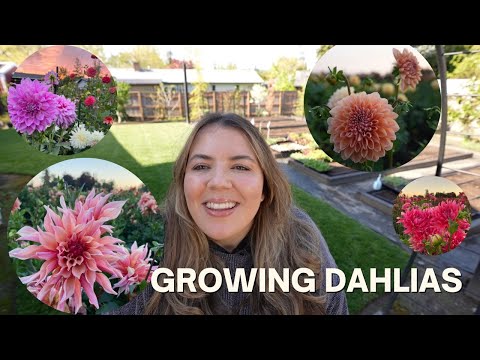 Planting Dahlias 2023! A Full Dahlia Growing Guide ??? // Coast To Coast Home And Garden