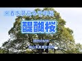 来春を夢見る千年桜 醍醐桜 岡山県真庭市別所 20250906 1